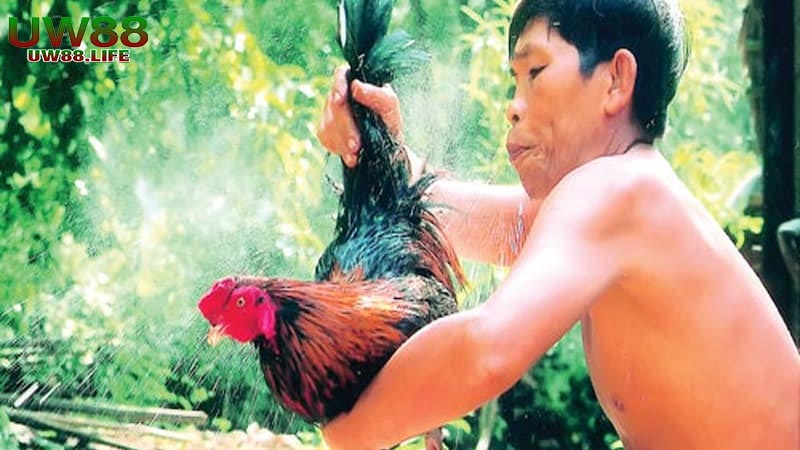 Mẹo chơi gà đá cựa sắt chiếm hoàn toàn ưu thế cửa trên 10 Mẹo chăm sóc gà khi tham gia đá gà cựa sắt