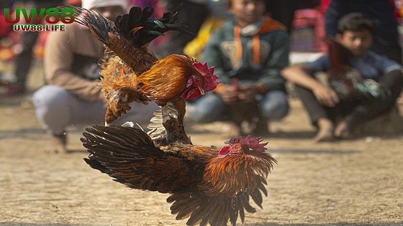 Mẹo chơi gà đá cựa sắt chiếm hoàn toàn ưu thế cửa trên 12 Phương pháp huấn luyện gà đá cựa sắt giỏi nhất