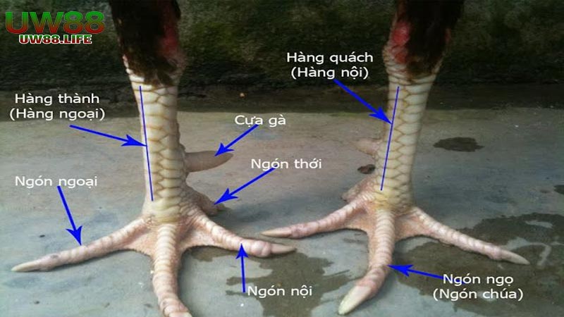 Mẹo chơi gà đá cựa sắt chiếm hoàn toàn ưu thế cửa trên 11 Thủ thuật chọn gà đá cựa sắt chiến thắng
