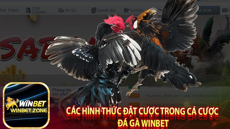 Tìm Hiểu Thông Tin Đá Gà Winbet | Tại Sao Được Ưa Chuộng? 6 Các hình thức đặt cược có thể lựa chọn khi tham gia cá cược đá gà winbet
