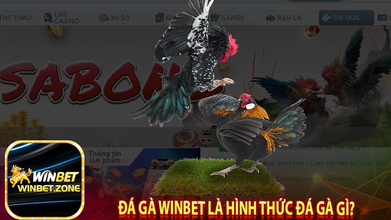 Tìm Hiểu Thông Tin Đá Gà Winbet | Tại Sao Được Ưa Chuộng? 5 Đá gà winbet là hình thức đá gà gì?