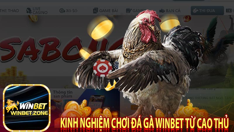 Tìm Hiểu Thông Tin Đá Gà Winbet | Tại Sao Được Ưa Chuộng? 7 Kinh nghiệm chơi đá gà winbet từ cao thủ