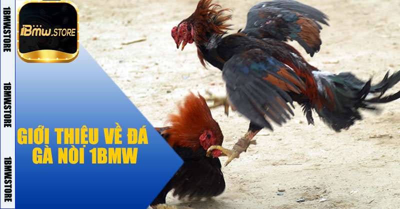 Giới thiệu về Đá Gà Nòi 1BMW
