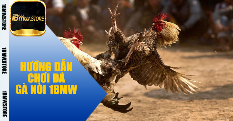 Hướng dẫn chơi Đá Gà Nòi 1BMW