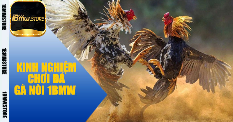 Kinh nghiệm chơi Đá Gà Nòi 1BMW 
