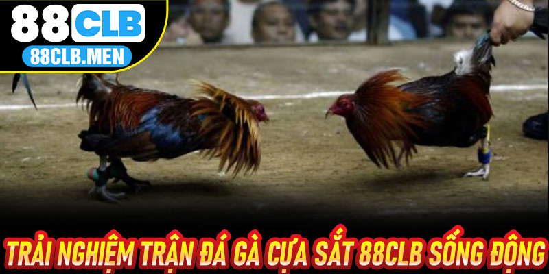 Trải nghiệm trận Đá Gà Cựa Sắt 88CLB sống động