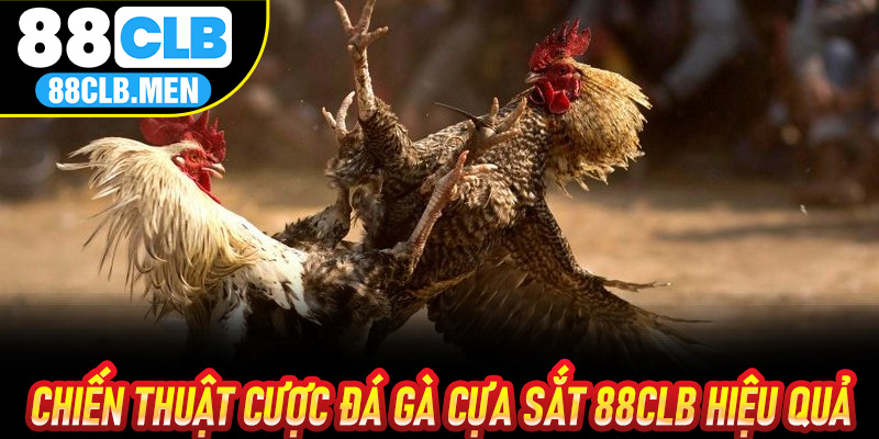 Chiến thuật cược Đá Gà Cựa Sắt 88CLB hiệu quả